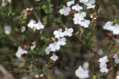 Prostanthera prostantheroides