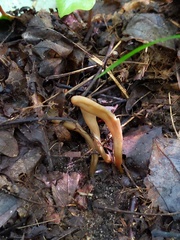 Microglossum olivaceum