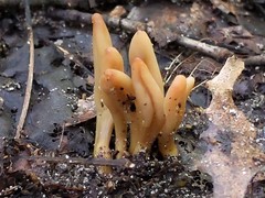 Microglossum olivaceum