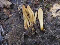 Microglossum olivaceum