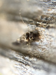 Psocodea