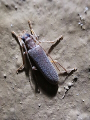 Sparedrus