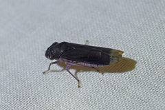 Oncometopia capricornis