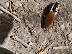 Semiotus luteipennis