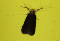Lecithocera terrigena