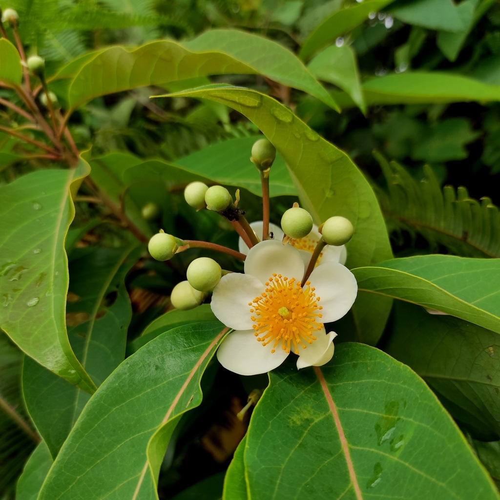 Chò sót nhỏ – Schima wallichii