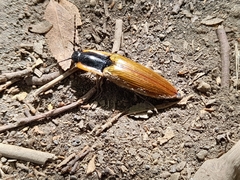 Semiotus luteipennis