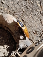 Semiotus luteipennis