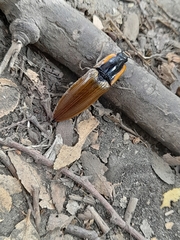 Semiotus luteipennis