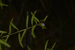 Prostanthera linearis