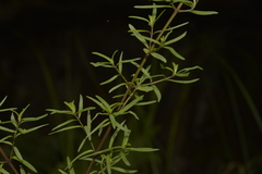 Prostanthera linearis