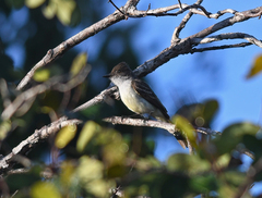 Myiarchus swainsoni
