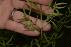 Prostanthera linearis