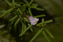Prostanthera linearis