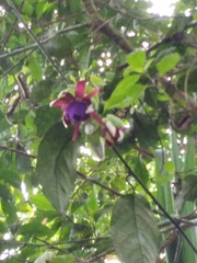 Passiflora ambigua
