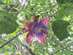 Passiflora ambigua