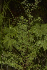 Prostanthera linearis