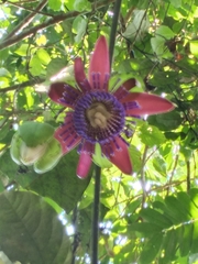 Passiflora ambigua