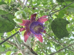 Passiflora ambigua