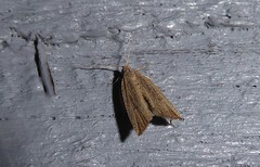 Bactra noteraula