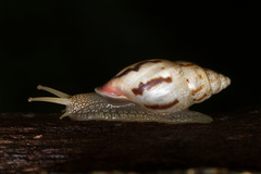 Drymaeus suprapunctatus