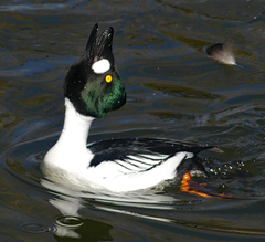 Bucephala clangula