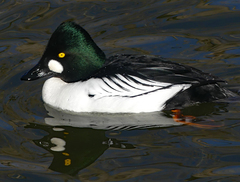 Bucephala clangula
