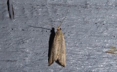 Bactra noteraula