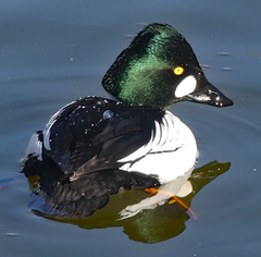Bucephala clangula
