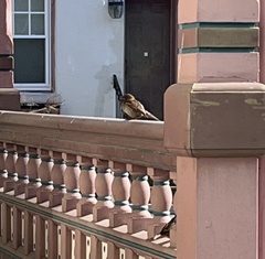 Passer domesticus