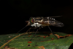 Fidena