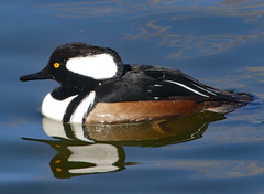 Lophodytes cucullatus