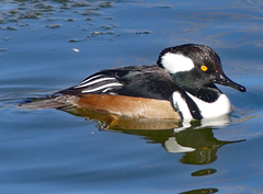 Lophodytes cucullatus