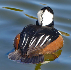 Lophodytes cucullatus