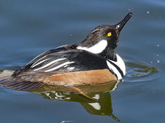 Lophodytes cucullatus