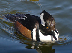 Lophodytes cucullatus