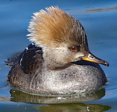 Lophodytes cucullatus