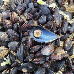 Strongylocentrotidae