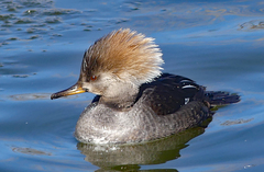 Lophodytes cucullatus