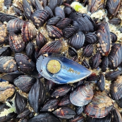 Strongylocentrotidae