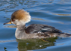 Lophodytes cucullatus