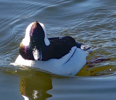 Bucephala albeola