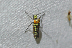 Atteva pustulella