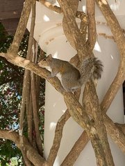 Sciurus carolinensis