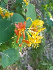 Lonicera flava