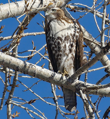 Buteo jamaicensis