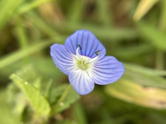 Veronica persica