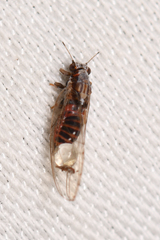Trioza bakeri