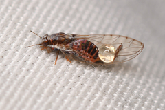 Trioza bakeri