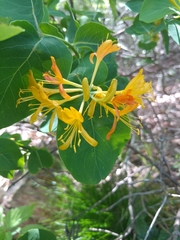 Lonicera flava